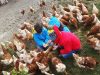 Poules parfois nourries à la main !