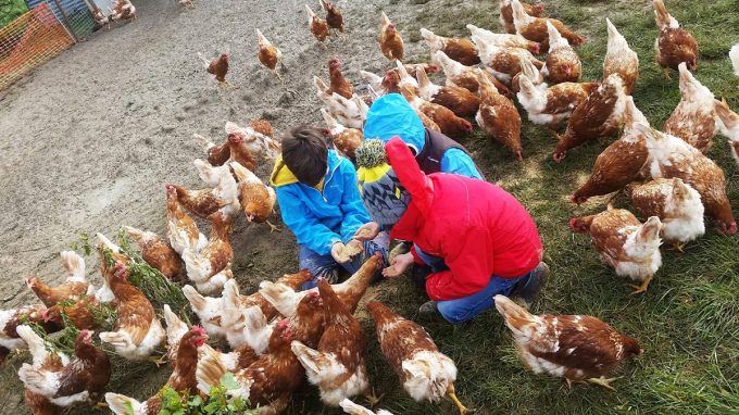 Poules parfois nourries à la main !