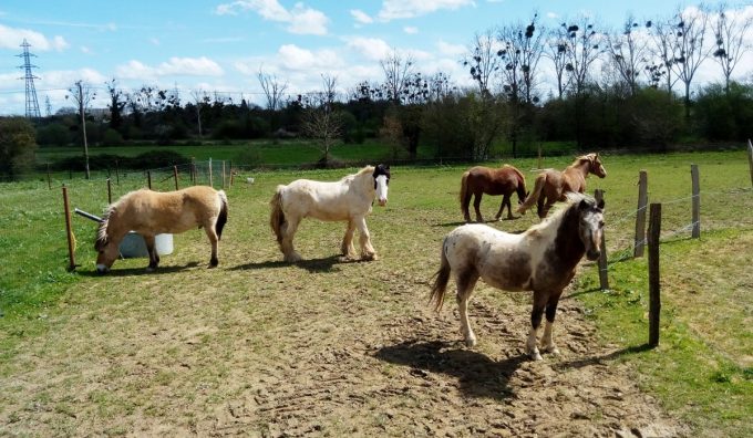 Chevaux attentionnés