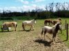 Chevaux attentionnés