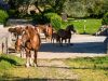 Participation à la protection de la race menacée du Cheval Breton