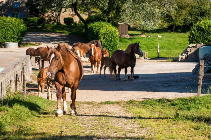 Participation à la protection de la race menacée du Cheval Breton