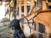 Le chien a de la patience avec les poulains