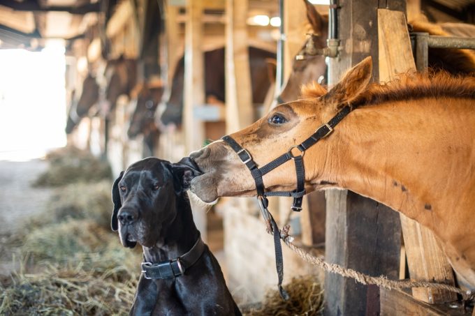 Le chien a de la patience avec les poulains