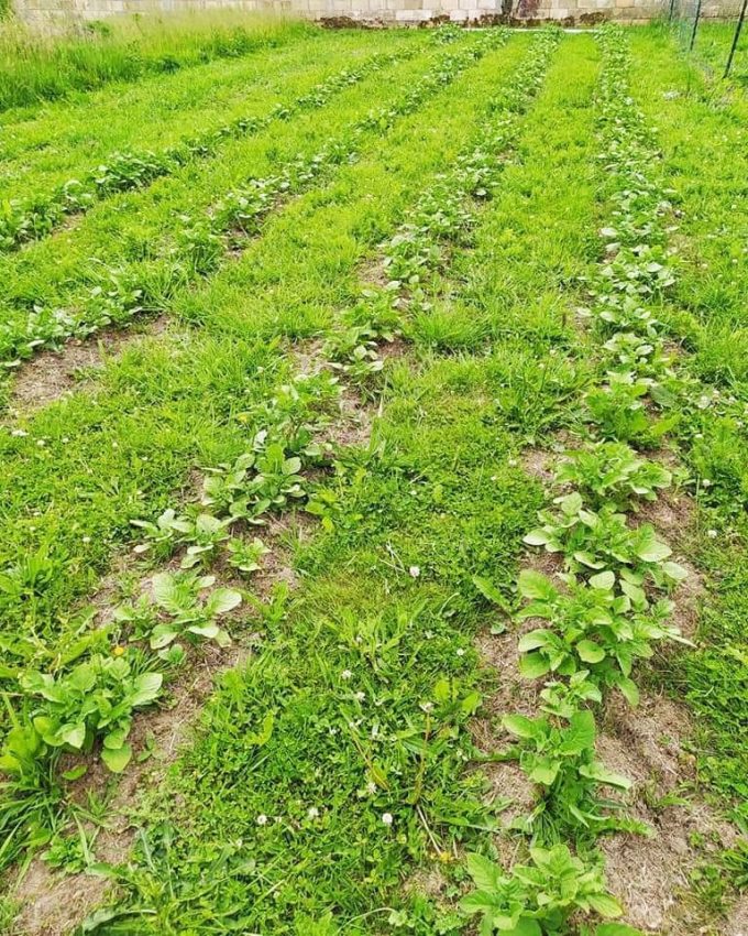 La Petite Ferme de Kerglerec - du vert bio