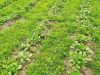 La Petite Ferme de Kerglerec - du vert bio