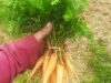 La Petite Ferme de Kerglerec - carottes bio