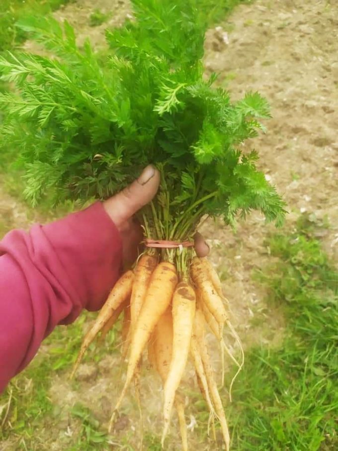 La Petite Ferme de Kerglerec - carottes bio