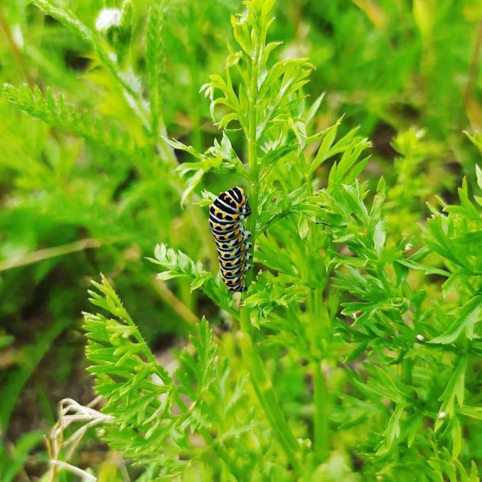 La Petite Ferme de Kerglerec - chenille et biodiversité