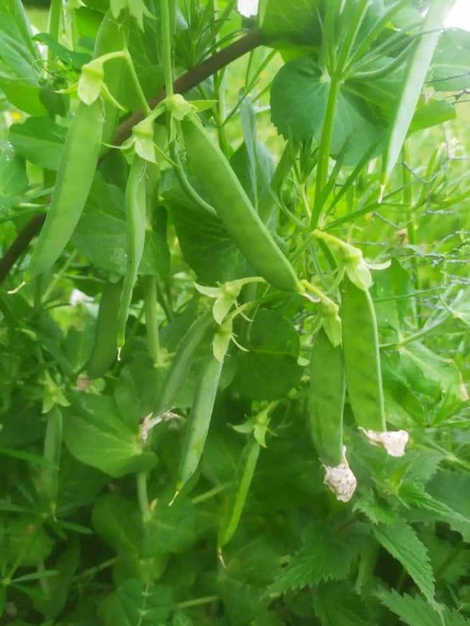 La Petite Ferme de Kerglerec - jeunes petits pois bio