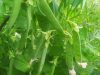 La Petite Ferme de Kerglerec - jeunes petits pois bio