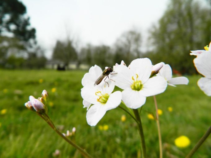 La Petite Ferme de Kerglerec - insecte et biodiversité