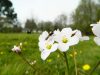 La Petite Ferme de Kerglerec - insecte et biodiversité