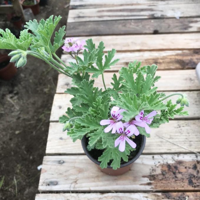 La Végétaleraie - plants