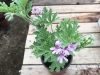 La Végétaleraie - plants