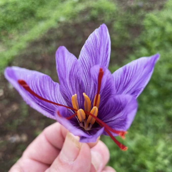 La Végétaleraie - fleur de crocus