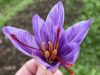 La Végétaleraie - fleur de crocus