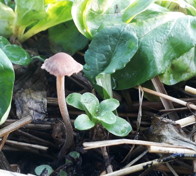La Volte - champignon et mâche