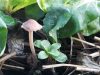 La Volte - champignon et mâche