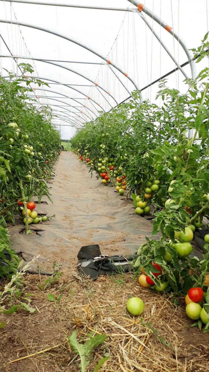 La Volte - tomate sous serre
