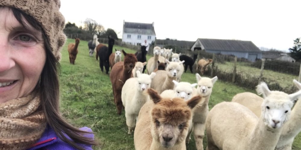 Laine et élevage d&rsquo;Alpaga, en Bretagne