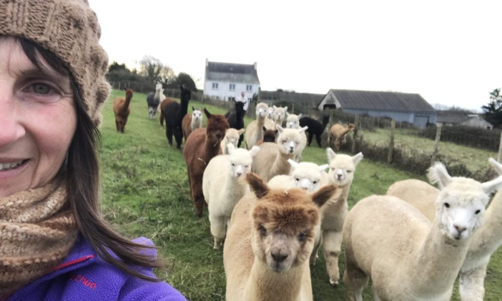 Laine et élevage d&rsquo;Alpaga, en Bretagne