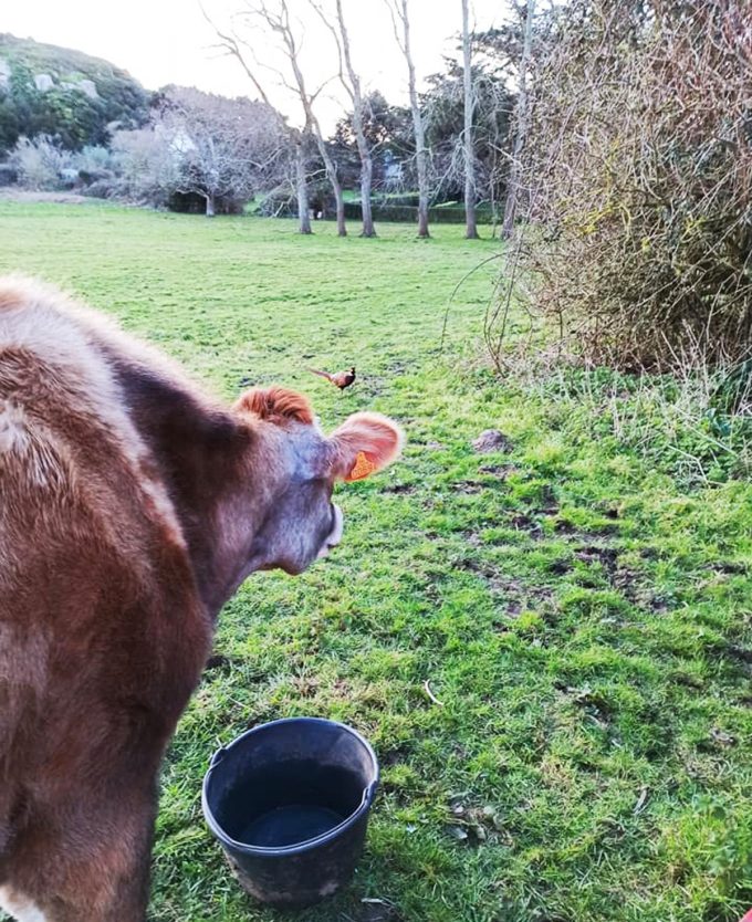 Lait Bréhatines - vache laitière élevée en plein air