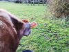 Lait Bréhatines - vache laitière élevée en plein air