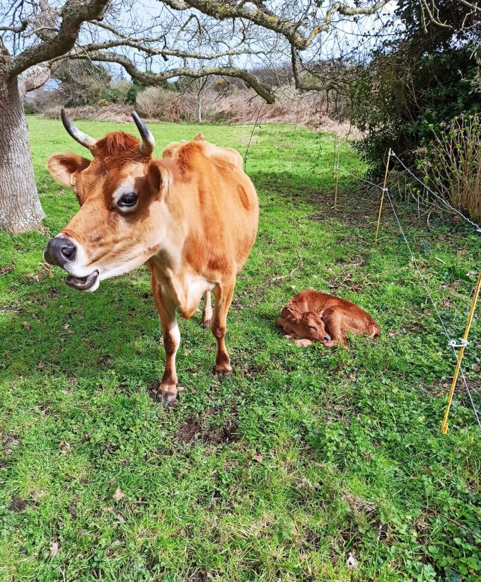 Lait Bréhatines - vache et son veau