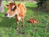 Lait Bréhatines - vache et son veau