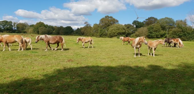 Troupeau de Haflinger