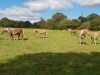 Troupeau de Haflinger