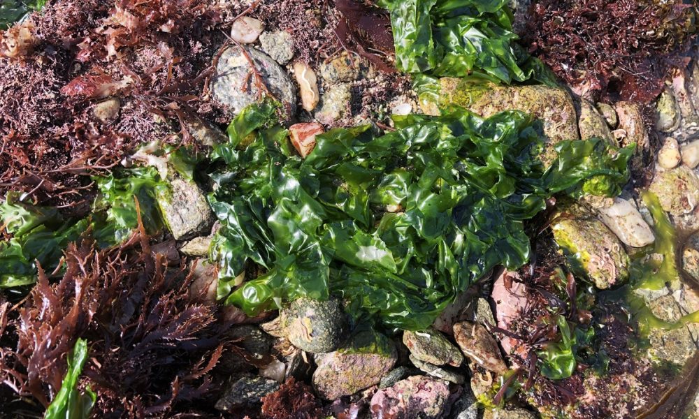 La laitue de mer : une algue verte comestible (et délicieuse) !