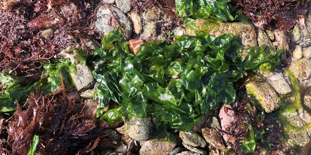 La laitue de mer : une algue verte comestible (et délicieuse) !