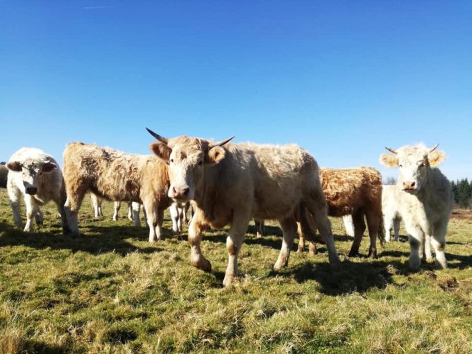 Les Landes Celtes