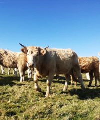 Les Landes Celtes