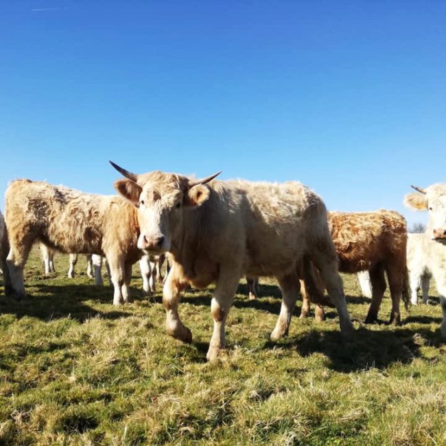 Les Landes Celtes