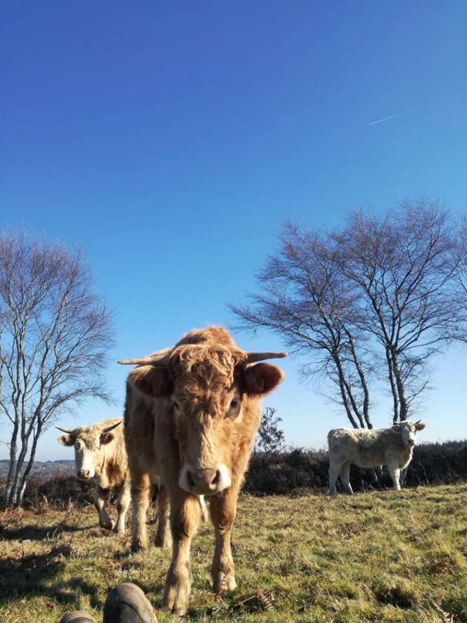 Broutard Charolais