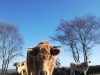 Broutard Charolais