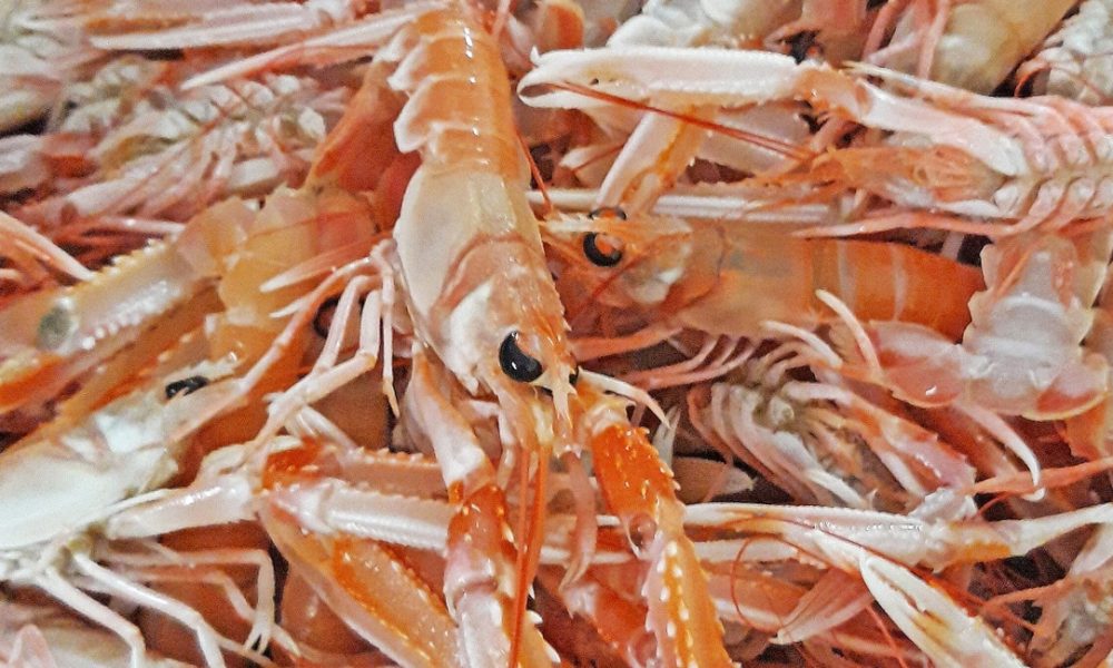 Quelle est la saison de la Langoustine ? Calendrier, Gabarits, Cuisson…