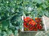 Tomates anciennes