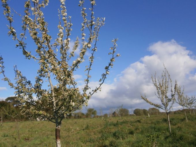 Fruitiers en fleurs