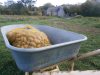 Récolte de pomme de terre