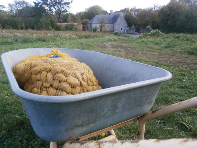 Récolte de pomme de terre