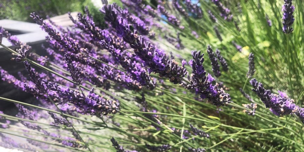 Le top 10 des huiles essentielles de Bretagne à avoir chez soi
