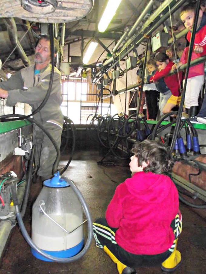 Traite des vaches pour du bon lait cru