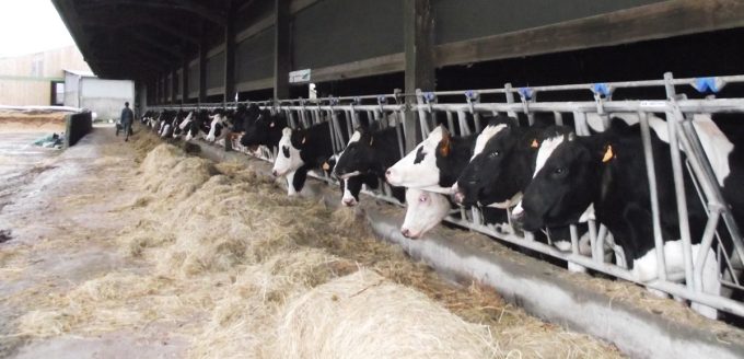 Vaches nourries avec l'herbe l'exploitation