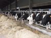 Vaches nourries avec l'herbe l'exploitation