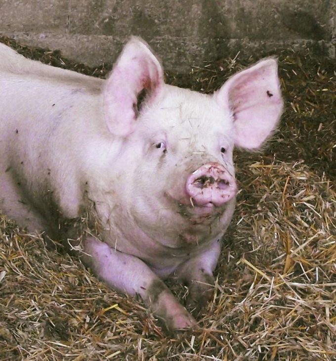 Cochon élevés sur la paille