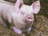 Cochon élevés sur la paille
